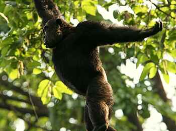 Mbali Mbali Gombe Lodge: Beim Klettern