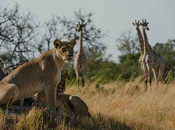 Mbamba: Giraffen und eine Löwin Mbamba: Giraffen und eine Löwin
