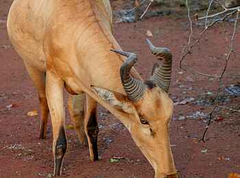 Mkulumadzi Lodge: Lichtenstein-Antilope