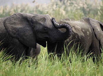 Mvuu Camp: Liwonde-Elefanten