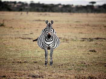 Naboisho Camp: Zebra