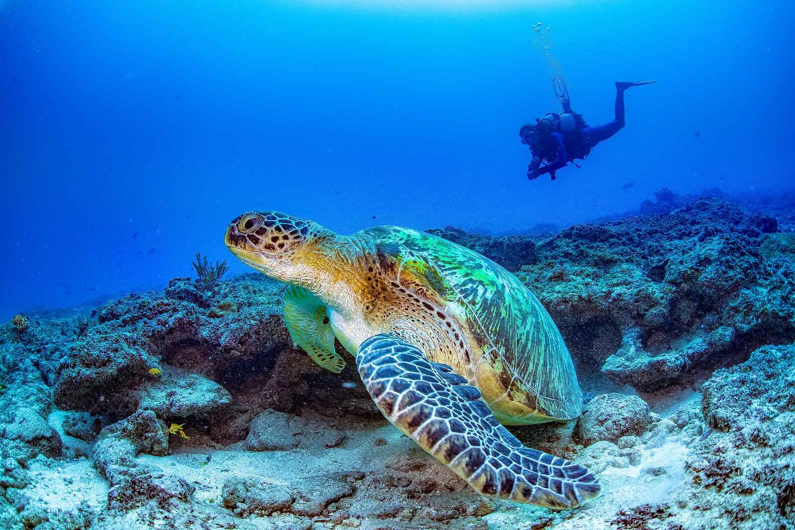 Nomad Beach Resort: Tauchen mit Schildkröten Nomad Beach Resort: Tauchen mit Schildkröten