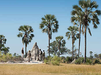 Nxabega Under Canvas Camp: Walking Safari