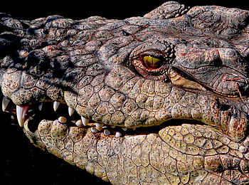 Old Drift Lodge: Ein Krokodil Old Drift Lodge: Ein Krokodil