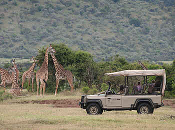 Saruni Wild: Giraffen satt Saruni Wild: Giraffen satt