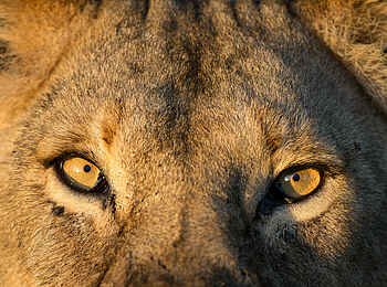 Wilderness Usawa Serengeti: Der durchdringende Blick eines Löwen Wilderness Usawa Serengeti: Der durchdringende Blick eines Löwen