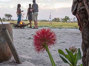 Gomoti Private Camp: Pflanzenwelt