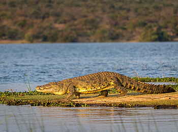 Magashi Camp: Ein Krokodil am Lake Rwanyakazinga