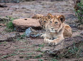 Mara Nyika Camp: Junger Löwe
