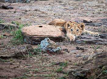 Mara Nyika Camp: Ruhender Löwe