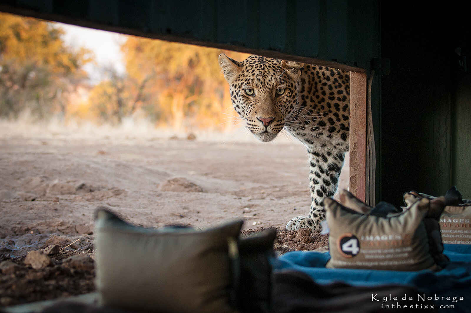 Mashatu Photographic Hide: Neugieriger Leopard Mashatu Photographic Hide: Neugieriger Leopard