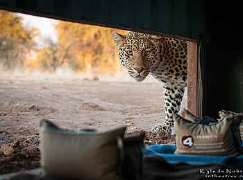 Mashatu Photographic Hide: Neugieriger Leopard