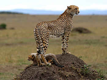 Richards River Camp: Zwei Leoparden Richards River Camp: Zwei Leoparden