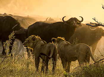 Selinda Camp: Löwen