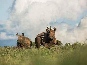Borana Lodge: Zwei Spitzmaulnashörner Borana Lodge: Zwei Spitzmaulnashörner