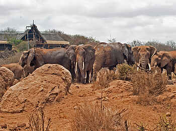 Elerai Camp: Elefanten vor dem Camp Elerai Camp: Elefanten vor dem Camp