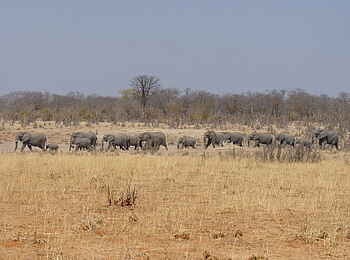 Jozibanini Camp: Vorbeiziehende Elefanten Jozibanini Camp: Vorbeiziehende Elefanten