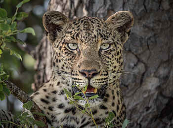 Kambaku River Sands: Ein Leopard Kambaku River Sands: Ein Leopard