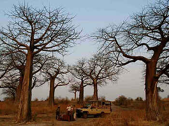 Kigelia Camp: Sundowner im Baobab-Wald Kigelia Camp: Sundowner im Baobab-Wald
