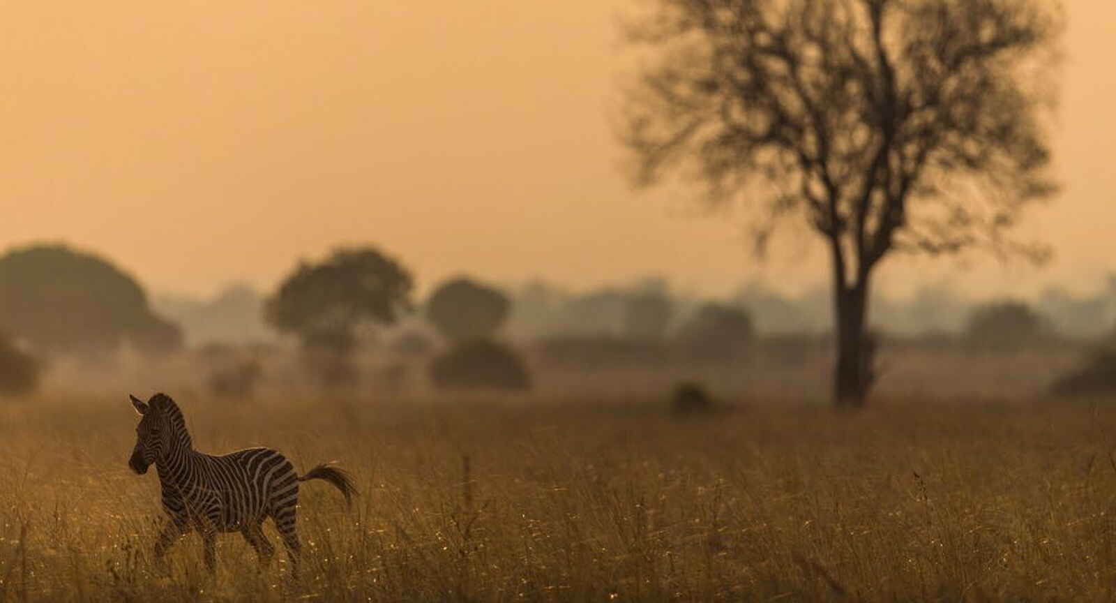 Luambe Camp: Ein vereinzeltes Steppenzebra Luambe Camp: Ein vereinzeltes Steppenzebra