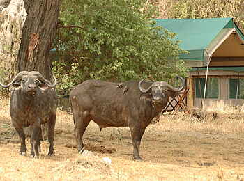 Mdonya Old River Camp: Büffel im Camp