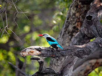 Muchenje Safari Lodge: Senegalliest