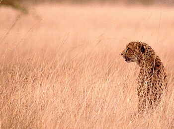 Mukambi Safari Lodge: Gepard Mukambi Safari Lodge: Gepard