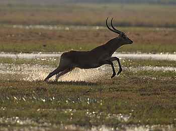 Mukambi Safari Lodge: Letschwe läuft durchs seichte Wasser Mukambi Safari Lodge: Letschwe läuft durchs seichte Wasser