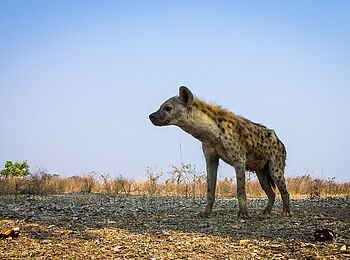 Norman Carr Safaris: Tüpfelhyäne