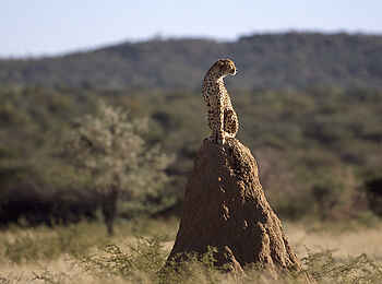 Okonjima Plains Camp: Ein perfektes Bild Okonjima Plains Camp: Ein perfektes Bild