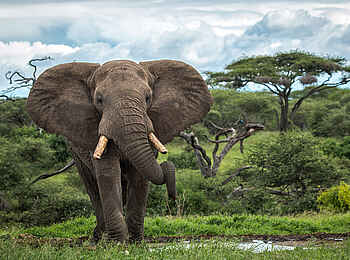 Ol Donyo Lodge: Sanfter Riese Ol Donyo Lodge: Sanfter Riese