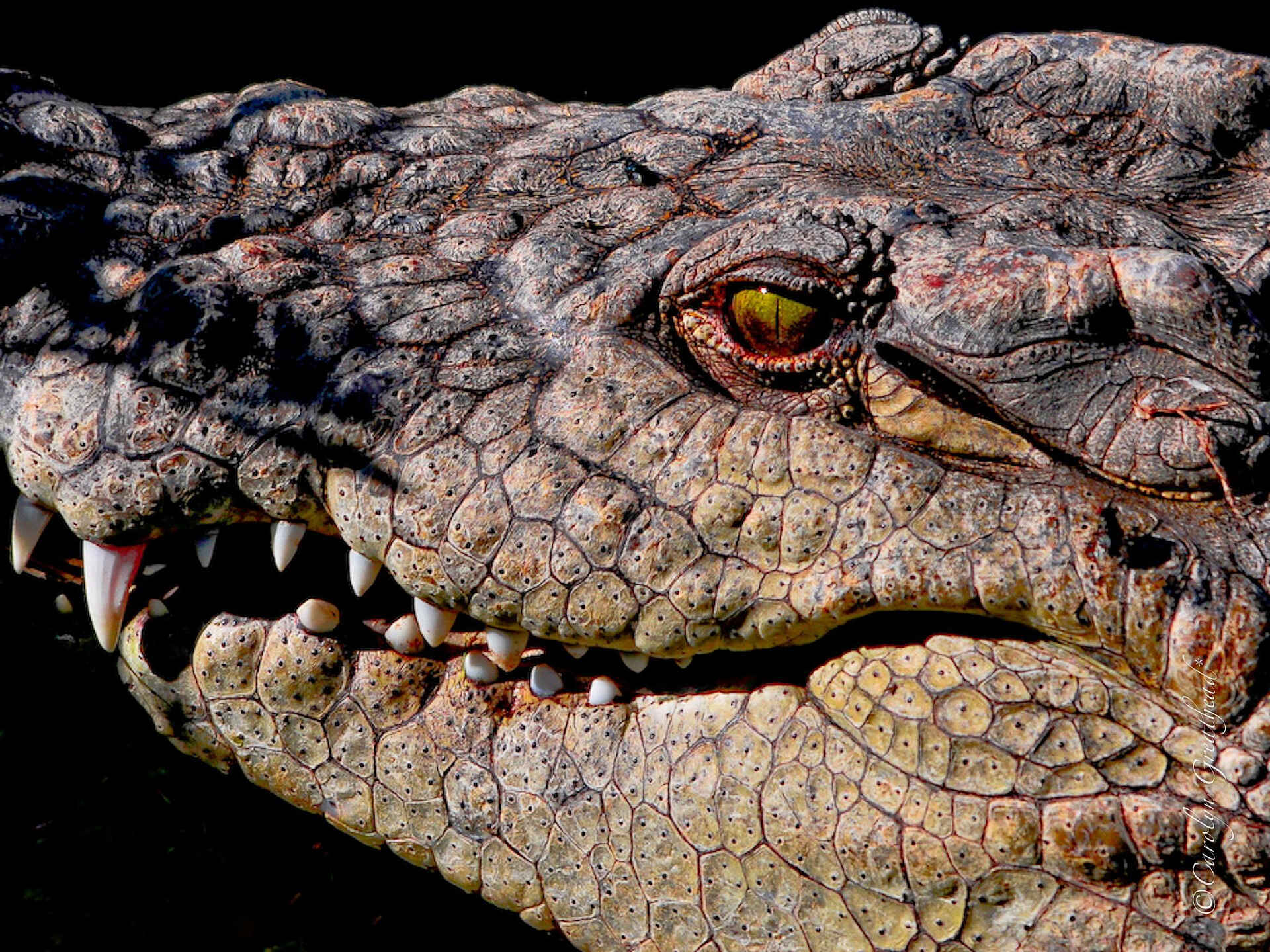 Old Drift Lodge: Ein Krokodil