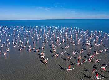 Planet Baobab: Mehr Flamingos Planet Baobab: Mehr Flamingos