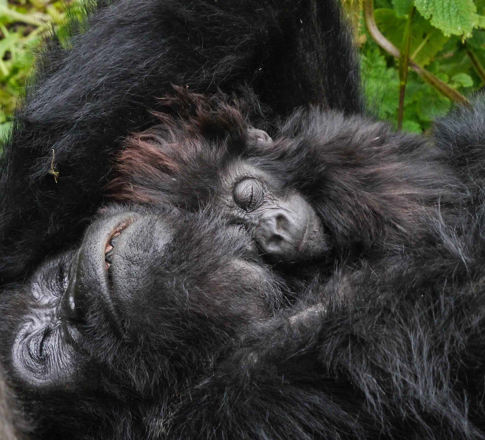 Sabyinyo Silverback Lodge: Gorillas beim Kuscheln