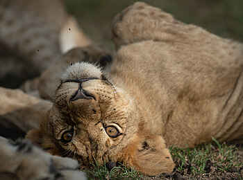 Singita Milele: Junger Löwe