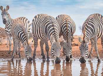 Soroi Cheetah Tented Camp: Zebras an einer Wasserstelle