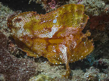 White Pearl Resorts: Geschöpfe des Meeresgrundes