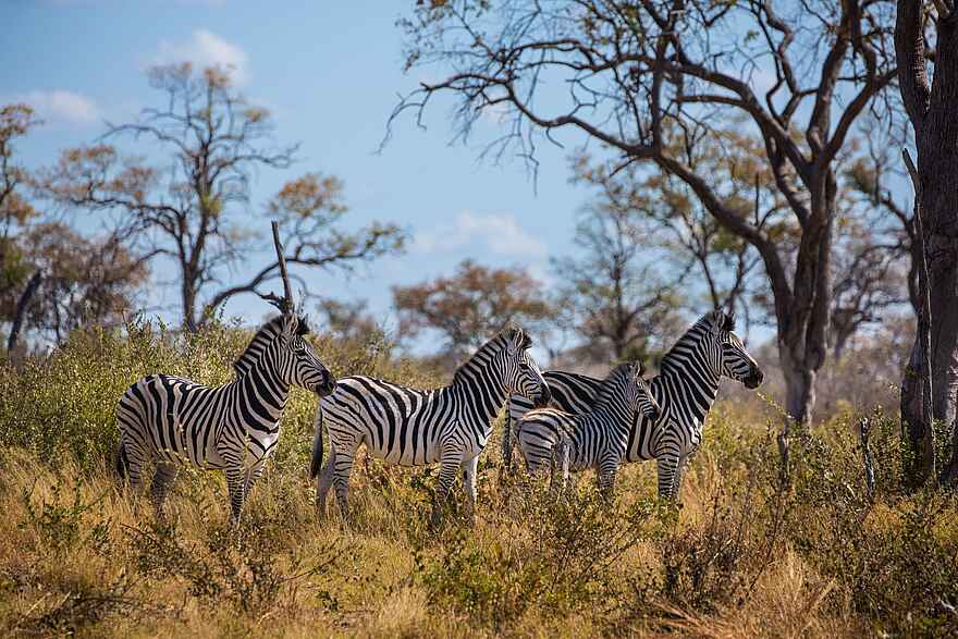 Zarafa Camp: Zebras Zarafa Camp: Zebras