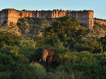 Chilo Ivory Trail Adventure: Elefantenbulle vor den Chilojo Cliffs