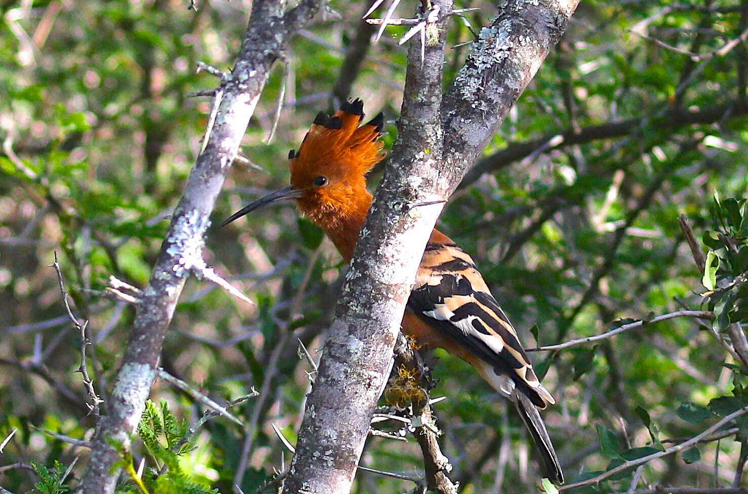 Founders Reserve, Mantis Collection, Shamwari Game Reserve, Wiedehopf, Afrikarma, Afrikarma Safaris, Afrikarma Safaris - Wildnis. Hautnah., Afrikarma.de