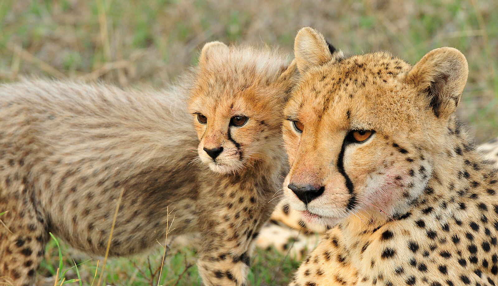 Inyati Game Lodge: Gepard mit Jungem Inyati Game Lodge: Gepard mit Jungem