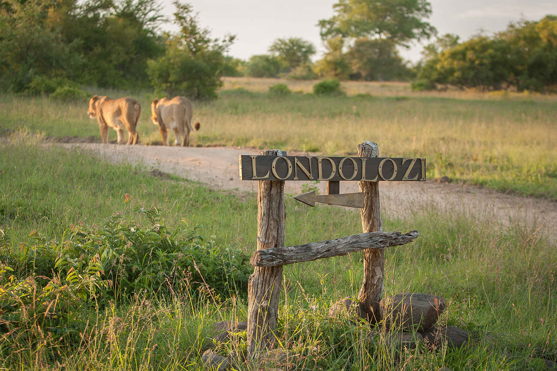 Big 5, Londolozi, Luxus Safari, Sabi Sands, Top Luxus, Landschaft, Safari, Tiere, Wildlife, Londolozi Varty Camp, Afrikarma, Afrikarma Safaris, Afrikarma Safaris - Wildnis. Hautnah., afrikarma.de