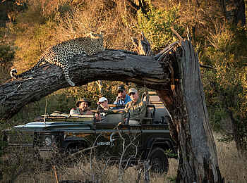 MalaMala Rattrays Camp: Dösender Leopard MalaMala Rattrays Camp: Dösender Leopard