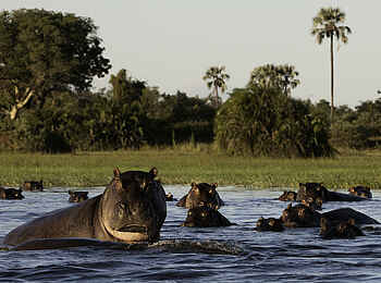 Mombo Camp: Nilpferde im Wasser Mombo Camp: Nilpferde im Wasser