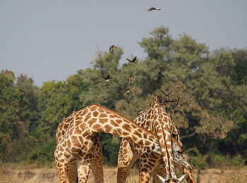 Time + Tide Luwi: 2 kabbelnde Giraffen