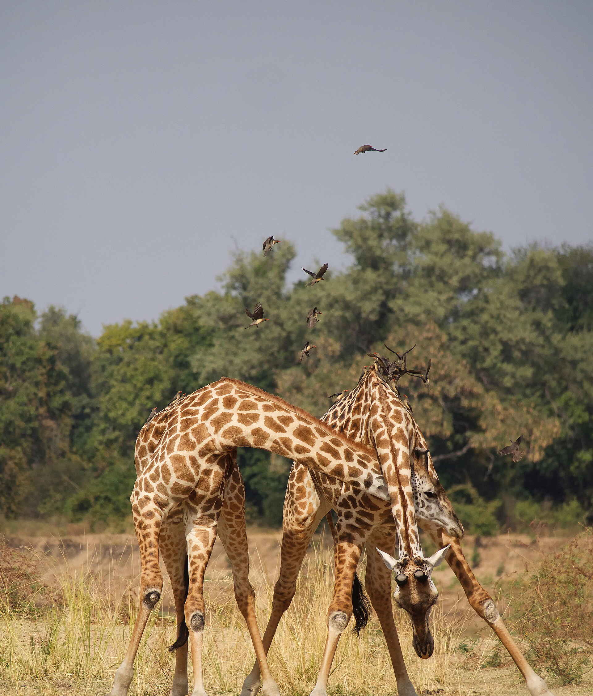 Time + Tide Luwi: 2 kabbelnde Giraffen