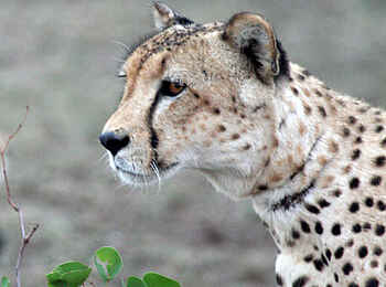 Tuli Safari Lodge Mashatu: Gepard im Profil