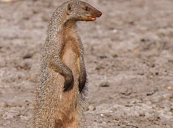 Belmond Savute Elephant Lodge: Manguste checkt die Lage