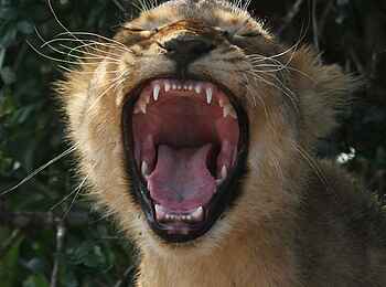 Ecca Lodge: Löwenjunges Ecca Lodge: Löwenjunges