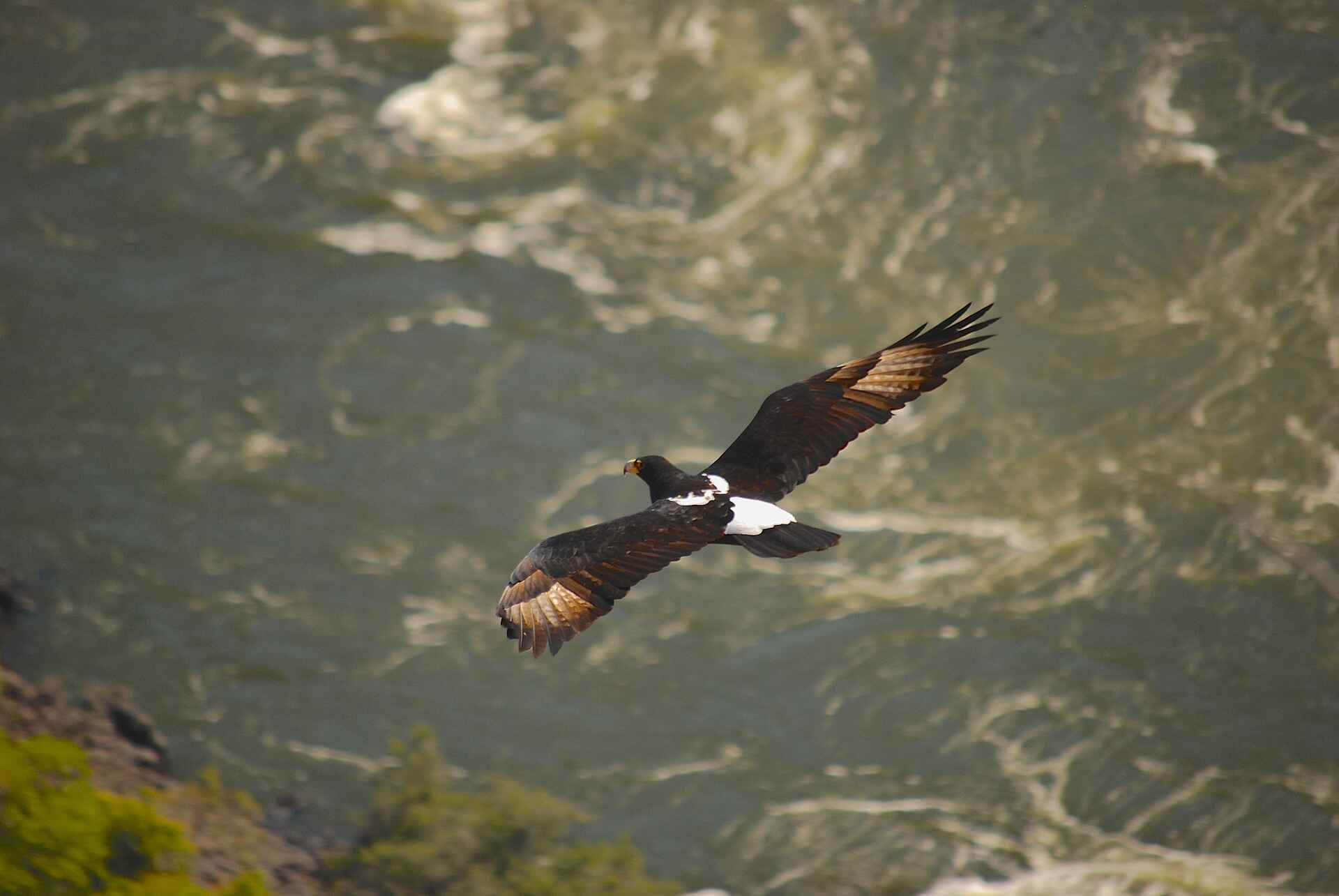 Gorges Lodge, Imvelo, Sambesi, Sambesi-Schlucht, Viktoriafälle, Black Eagle, Blick, Dibu Dibu, Panorama, Vogel, Batoka Gorge, afrikarma, afrikarma Safaris, afrikarma Wildnis hautnah, afrikarma.de